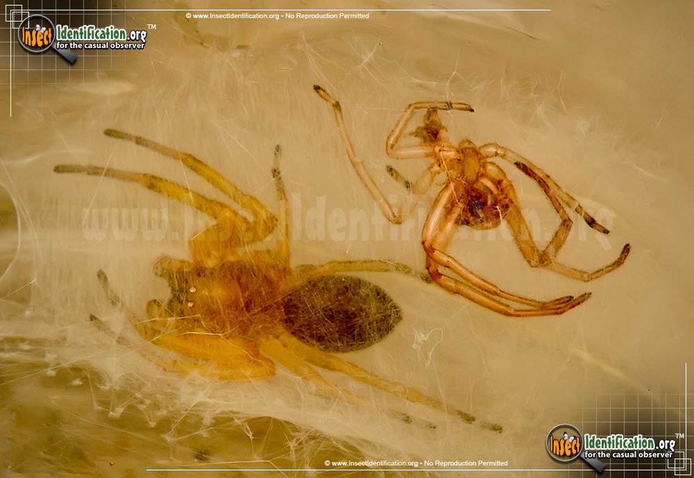 Full-sized image #3 of the Sac-Spider
