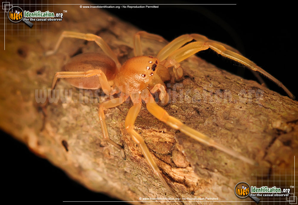 Full-sized image of the Sac-Spider