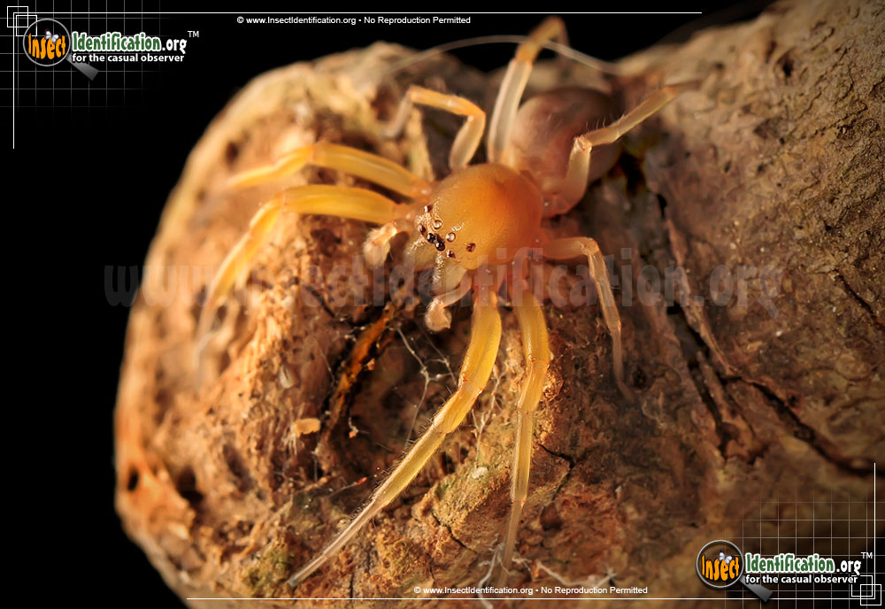 Full-sized image #6 of the Sac-Spider