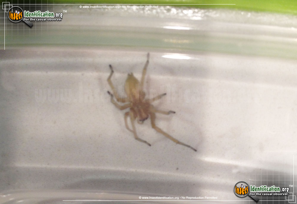 Full-sized image #4 of the Sac-Spider