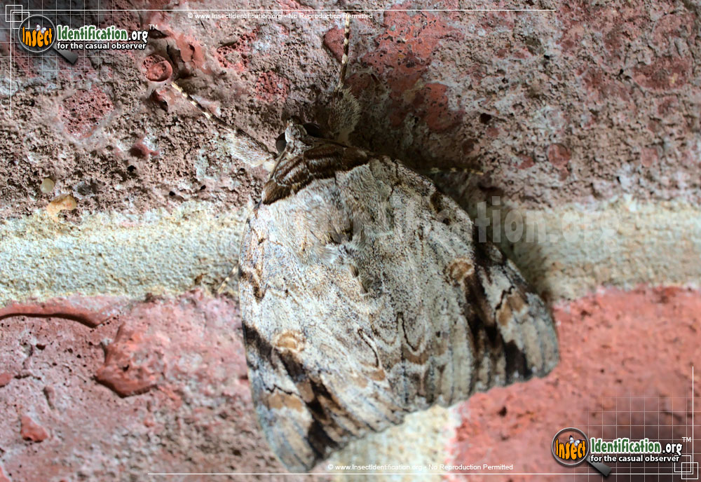 Full-sized image #2 of the sad-underwing-moth