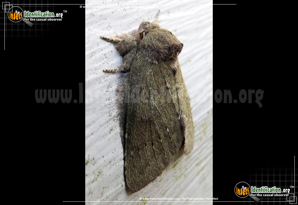 Full-sized image #2 of the Saddled-Prominent-Moth