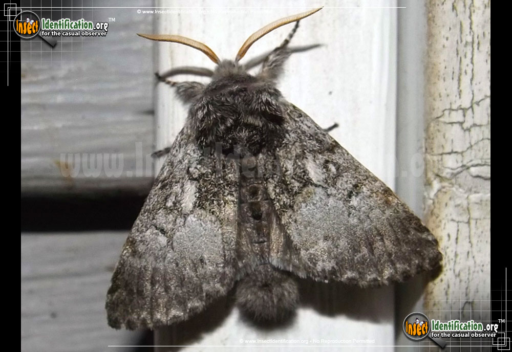 Full-sized image of the Saddled-Yellowhorn-Moth