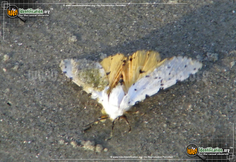 Full-sized image #2 of the Salt-Marsh-Moth