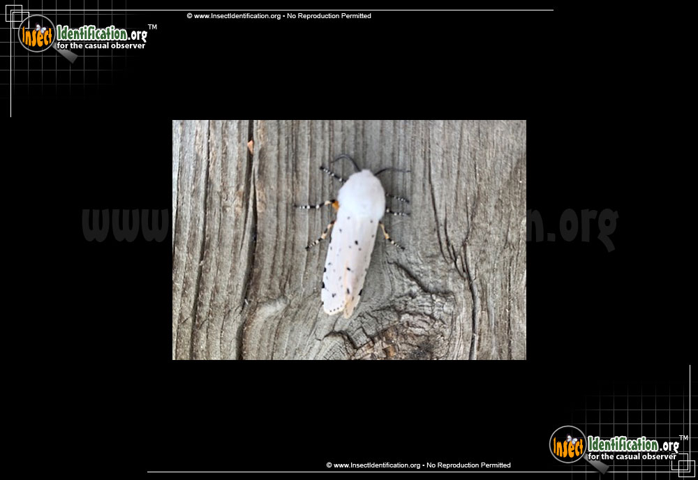 Full-sized image #2 of the Salt-Marsh-Moth