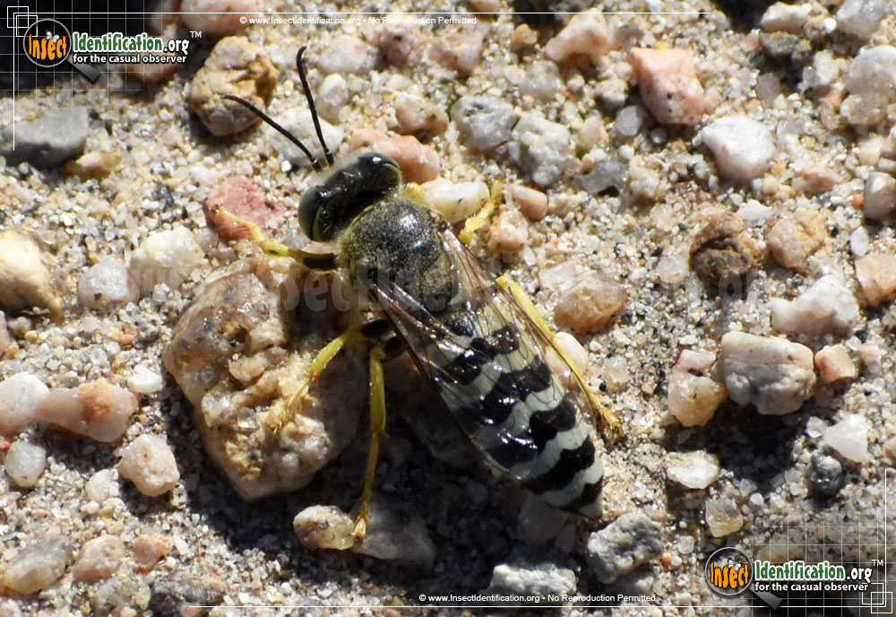 Full-sized image #7 of the Sand-Wasp