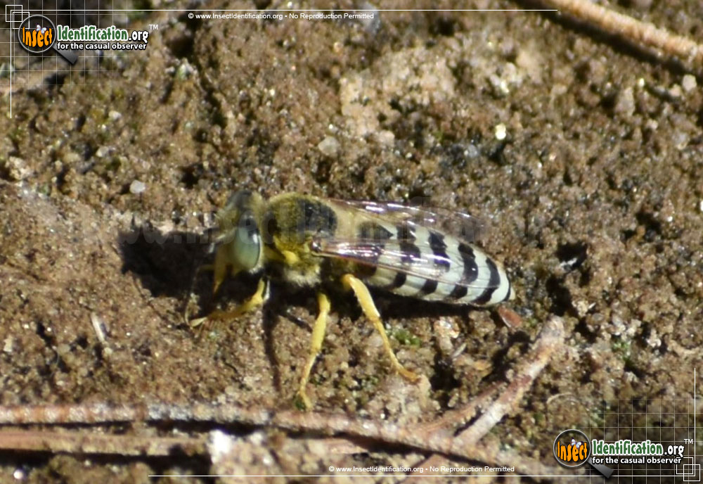 Full-sized image #6 of the Sand-Wasp