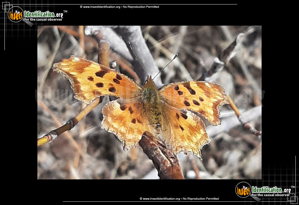 Full-sized image of the Satyr-Comma-Butterfly