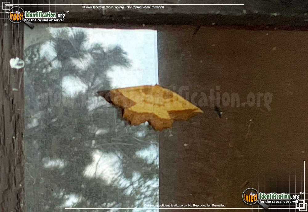 Full-sized image of the Saw-Wing-Moth
