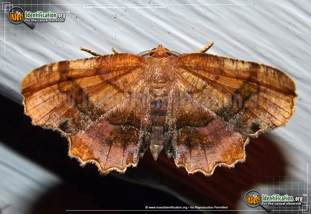 Full-sized image of the Scallop-Moth
