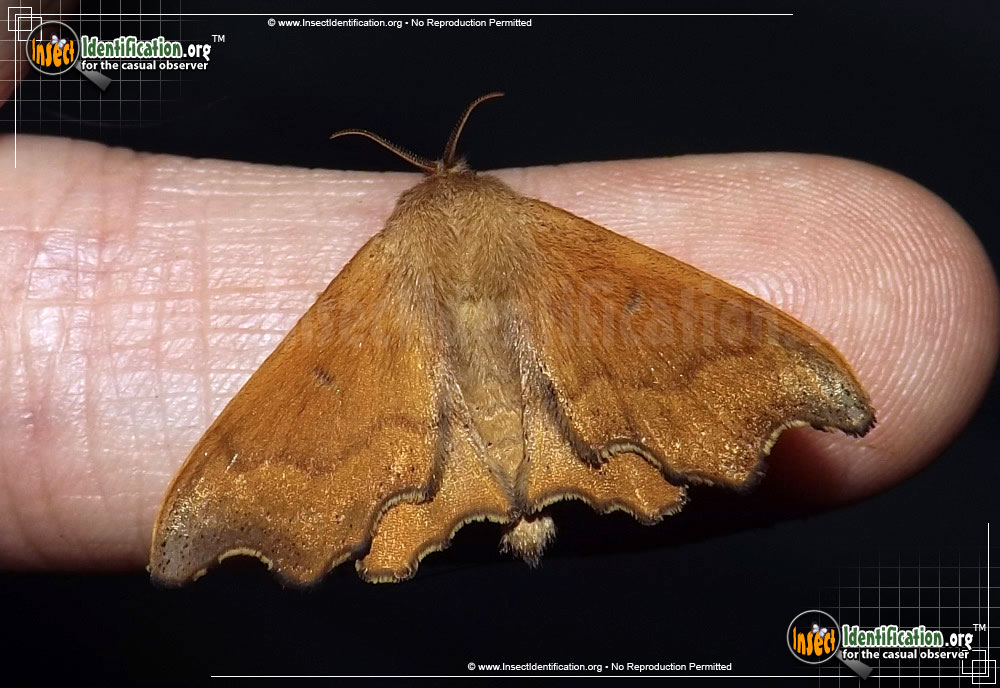 Full-sized image of the Scalloped-Sack-Bearer-Moth
