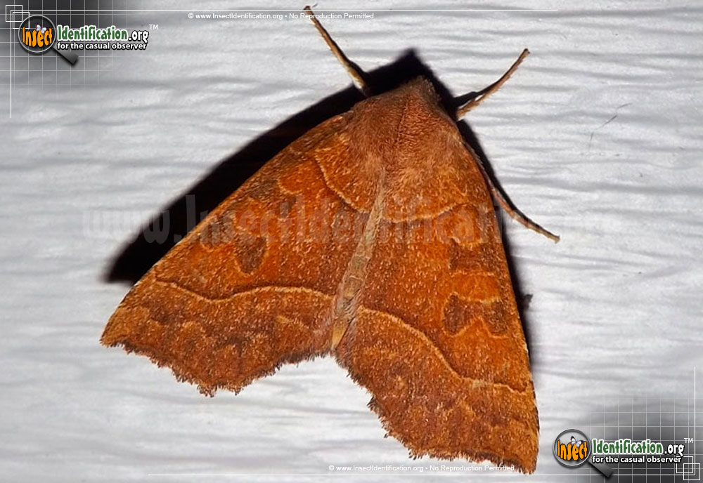 Full-sized image of the Scalloped-Sallow-Moth