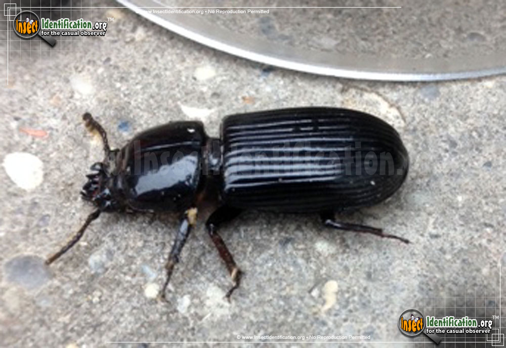 Full-sized image #2 of the Scarites-Ground-Beetle