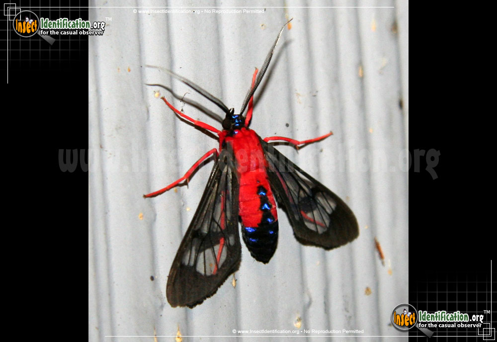 Full-sized image of the Scarlet-Bodied-Wasp-Moth