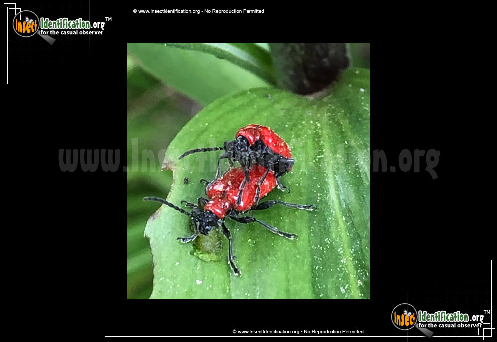 Full-sized image of the Scarlet-Lily-Beetle