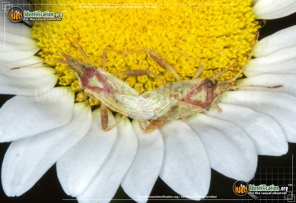 Full-sized image #2 of the Scentless-Plant-Bug