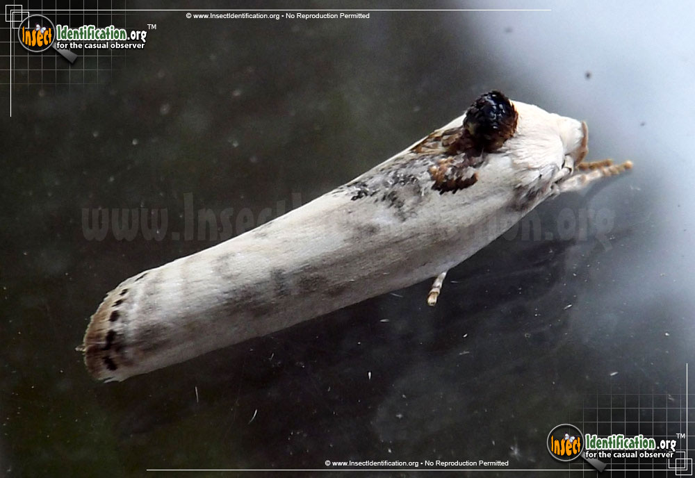 Full-sized image #2 of the Schlaegers-Fruitworm-Moth