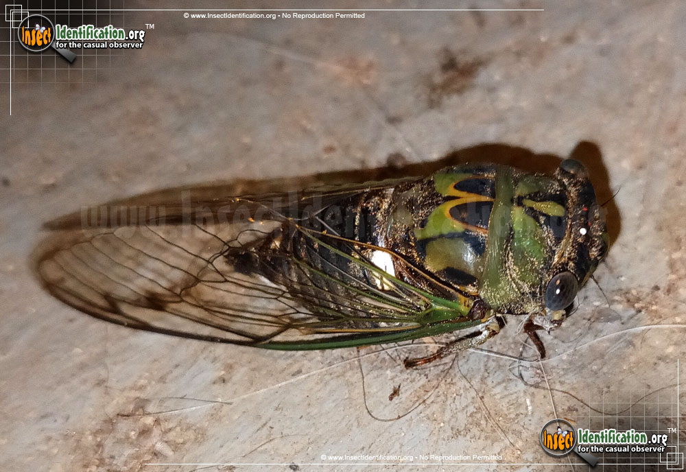 Full-sized image of the Scissor-Grinder-Cicada