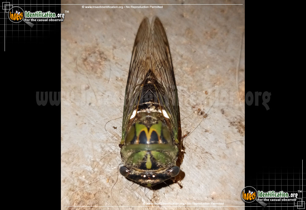 Full-sized image #2 of the Scissor-Grinder-Cicada