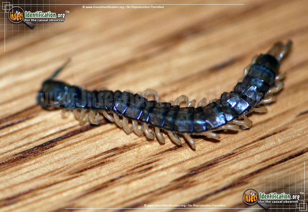 Full-sized image of the Scolopendrid-Centipede