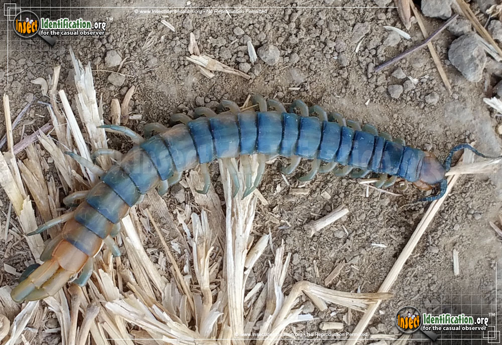 Full-sized image #2 of the Scolopendrid-Centipede