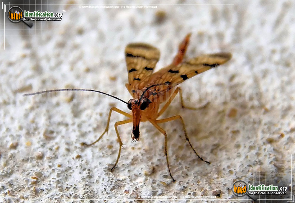 Full-sized image #5 of the Scorpionfly