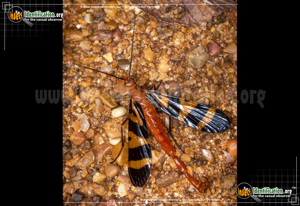 Full-sized image #2 of the Scorpionfly