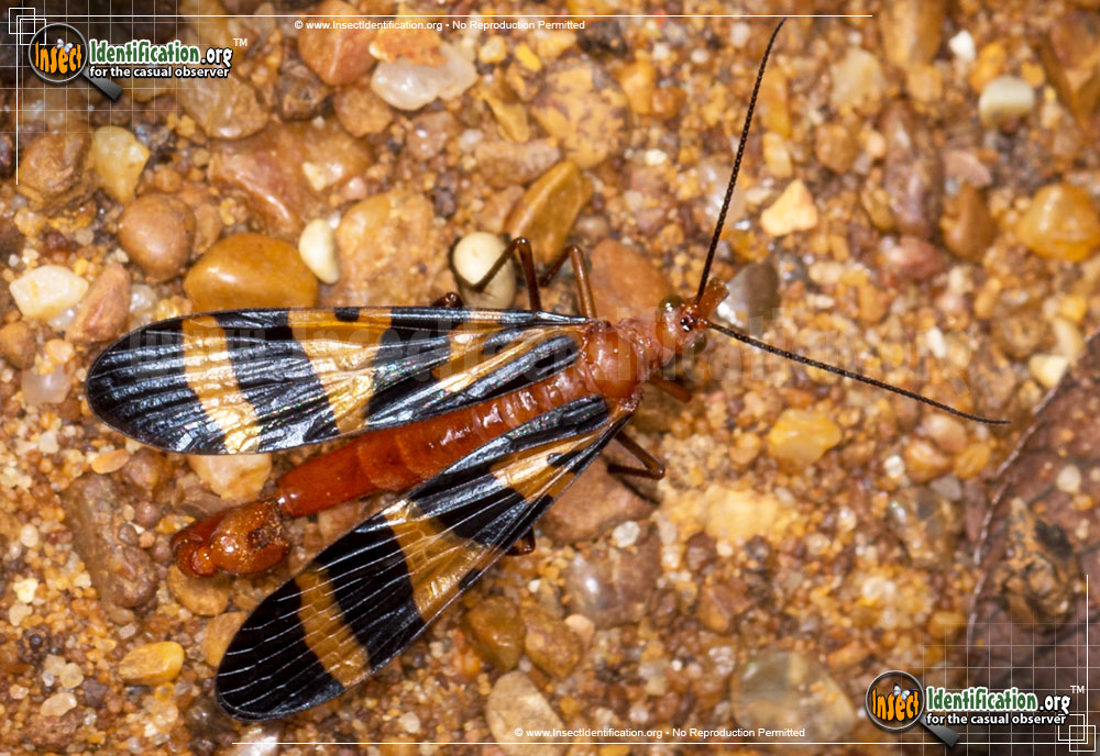 Full-sized image #3 of the Scorpionfly