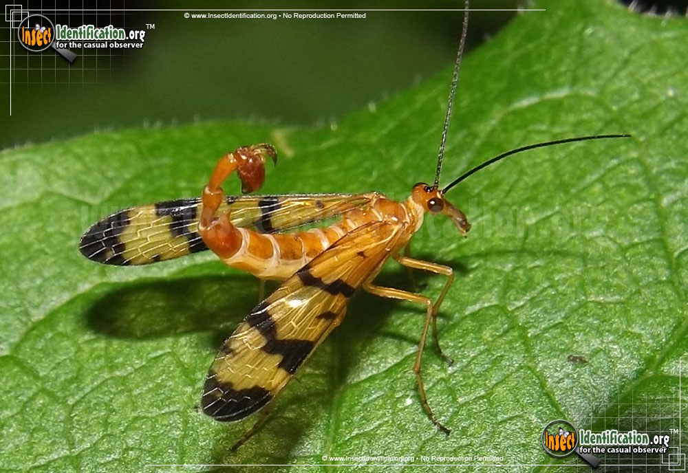 Full-sized image of the Scorpionfly