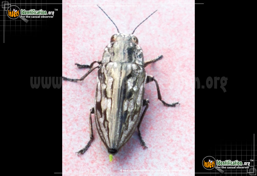 Full-sized image #2 of the Sculptured-Pine-Borer-Beetle