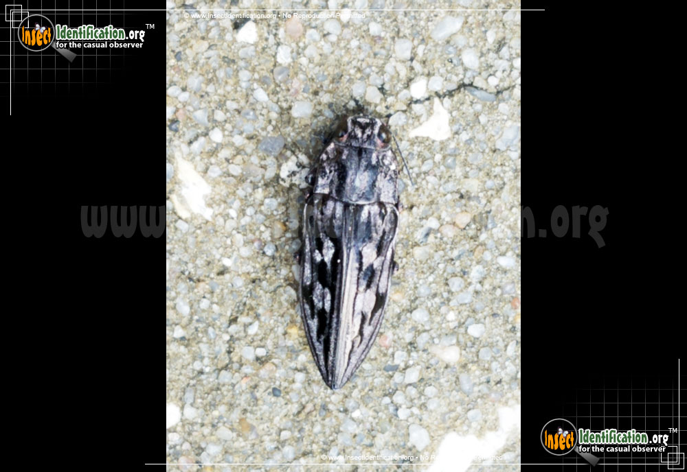 Full-sized image #3 of the Sculptured-Pine-Borer-Beetle