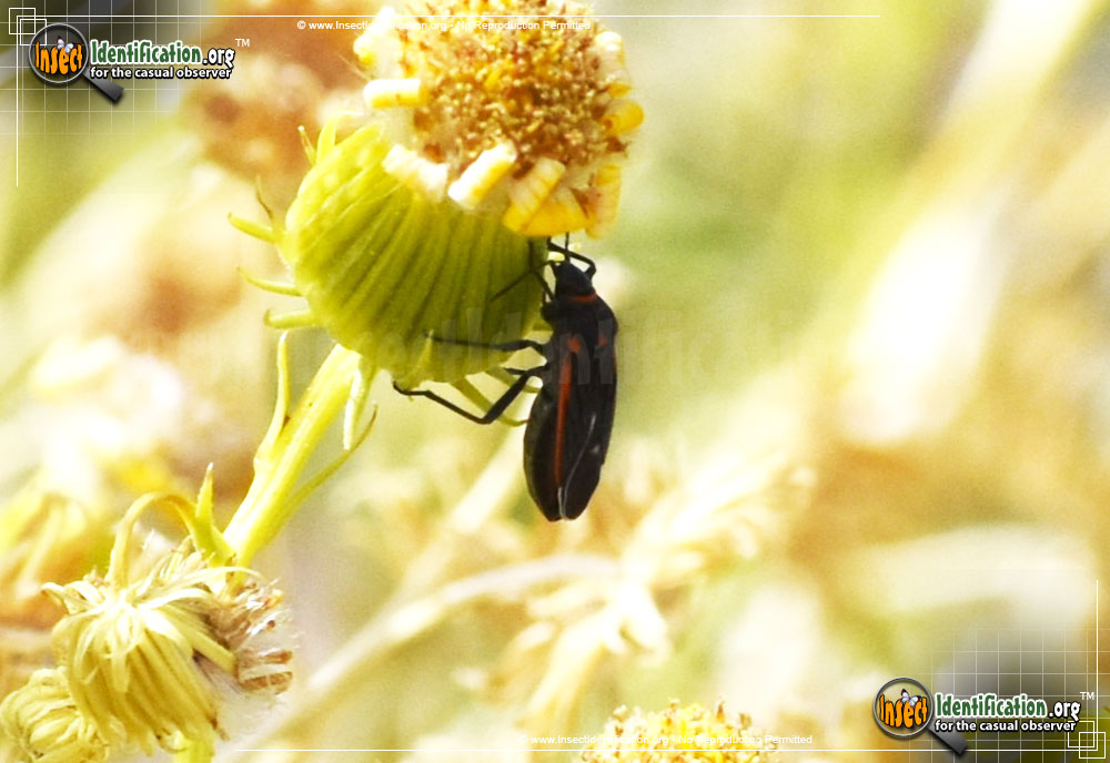 Full-sized image #3 of the Seed-Bug-Melacoryphus-lateralis
