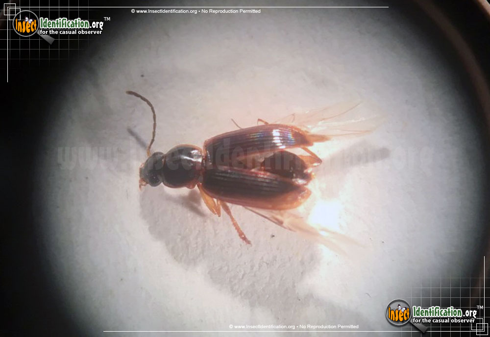 Full-sized image of the Seedcorn-Beetle