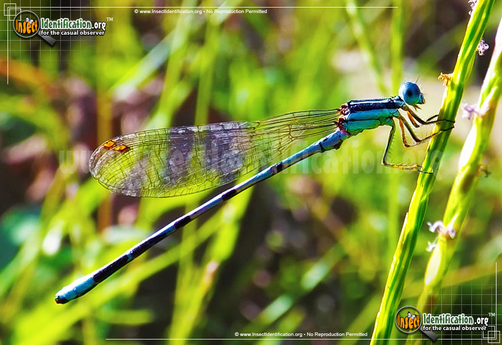 Full-sized image of the Seepage-Dancer-Damselfly
