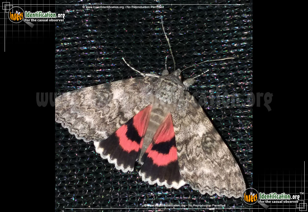 Full-sized image of the Semirelict-Underwing-Moth
