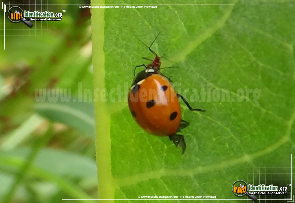 Full-sized image #9 of the Seven-Spotted-Lady-Beetle