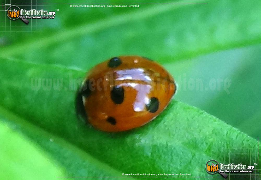 Full-sized image #7 of the Seven-Spotted-Lady-Beetle