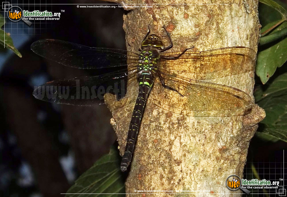 Full-sized image #2 of the Shadow-Darner-Dragonfly