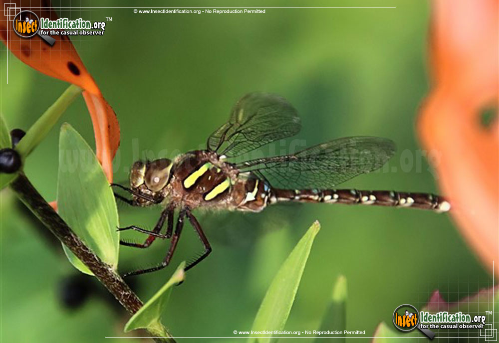 Full-sized image of the Shadow-Darner-Dragonfly
