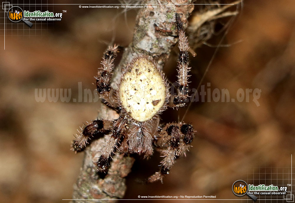 Full-sized image of the Shamrock-Spider