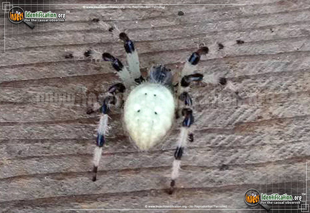 Full-sized image #5 of the Shamrock-Spider