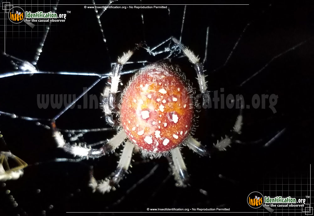 Full-sized image #7 of the Shamrock-Spider