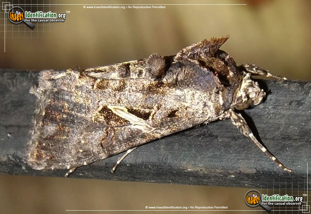 Full-sized image of the Sharp-Stigma-Looper-Moth