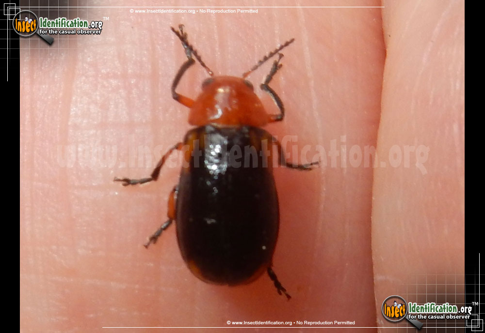 Full-sized image of the Shiny-Flea-Beetle