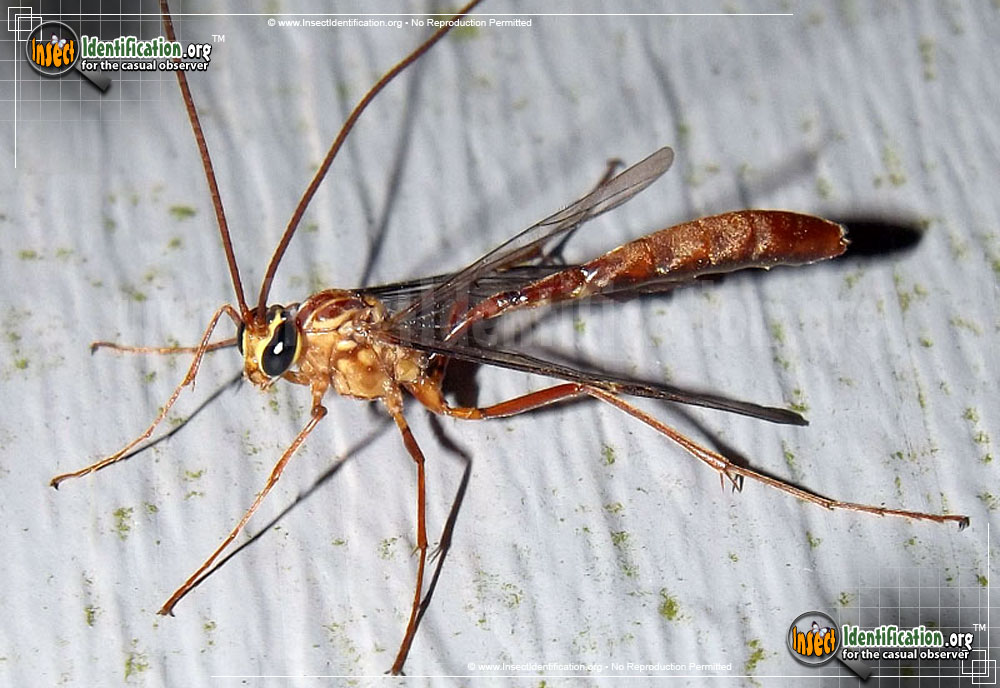Full-sized image of the Short-Tailed-Ichneumon-Wasp