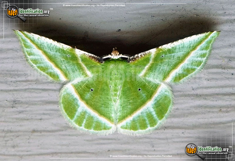 Full-sized image of the Showy-Emerald-Moth