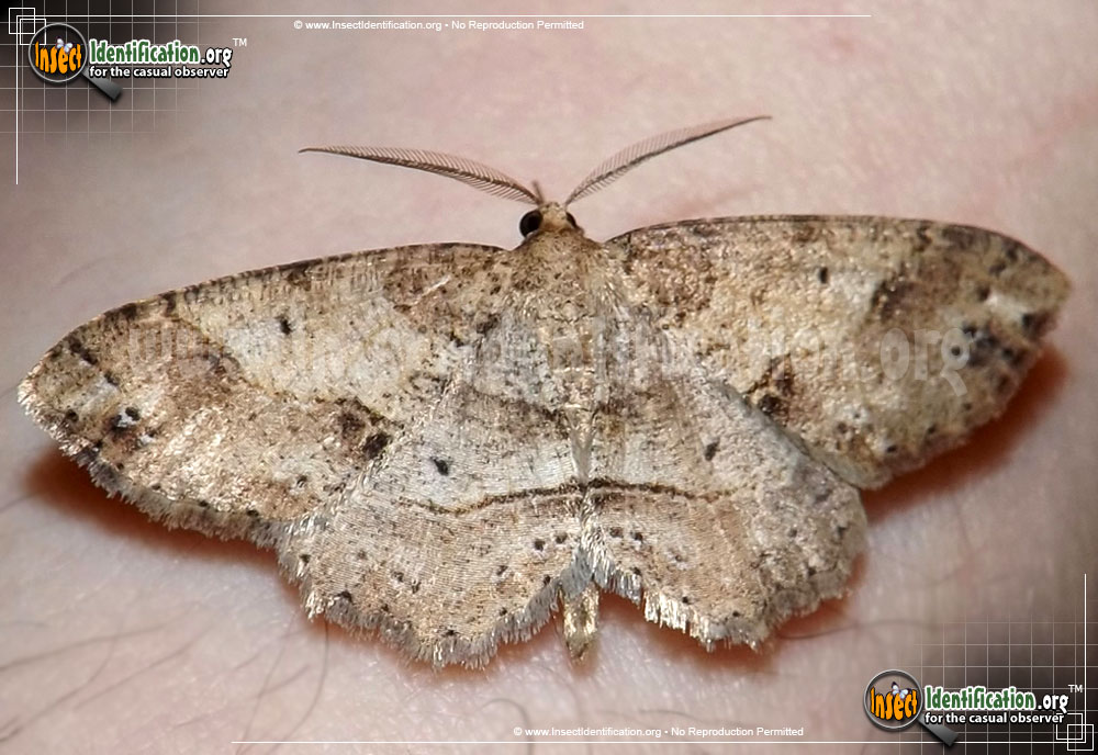 Full-sized image #2 of the Signate-Melanolophia-Moth