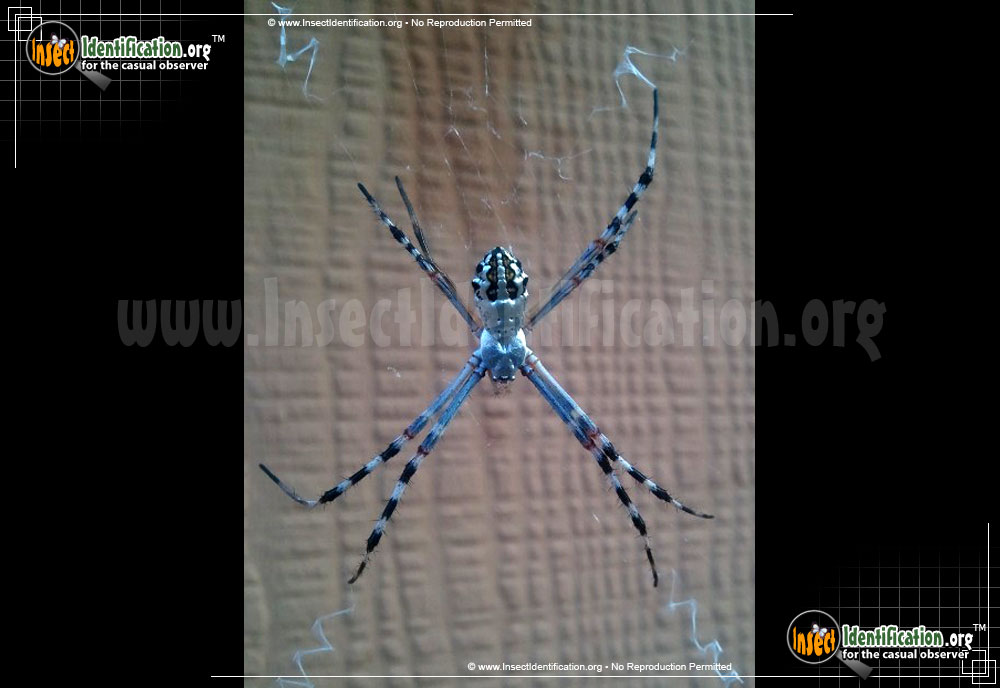 Full-sized image #5 of the Silver-Garden-Spider