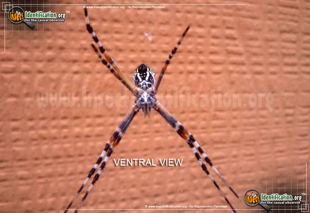 Full-sized image #3 of the Silver-Garden-Spider