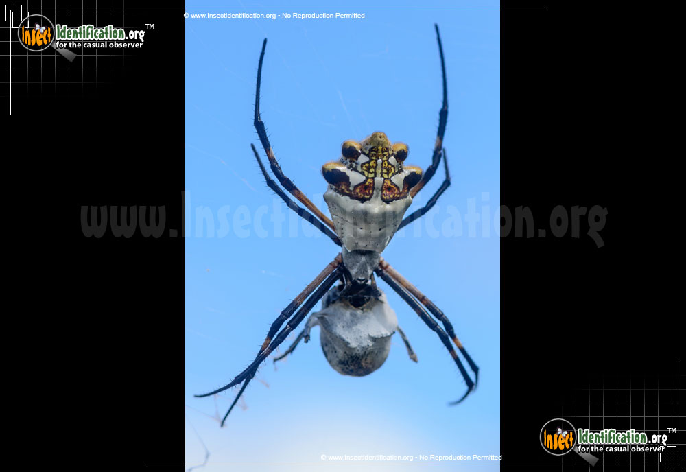 Full-sized image #2 of the Silver-Garden-Spider